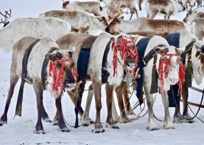 Sacred reindeer decorated with red ribbons, Yamal-Nenets Autonomous Region